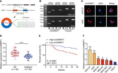 circDNMT1 Promotes Malignant Progression of Gastric Cancer Through Targeting miR-576-3p/Hypoxia Inducible Factor-1 Alpha Axis